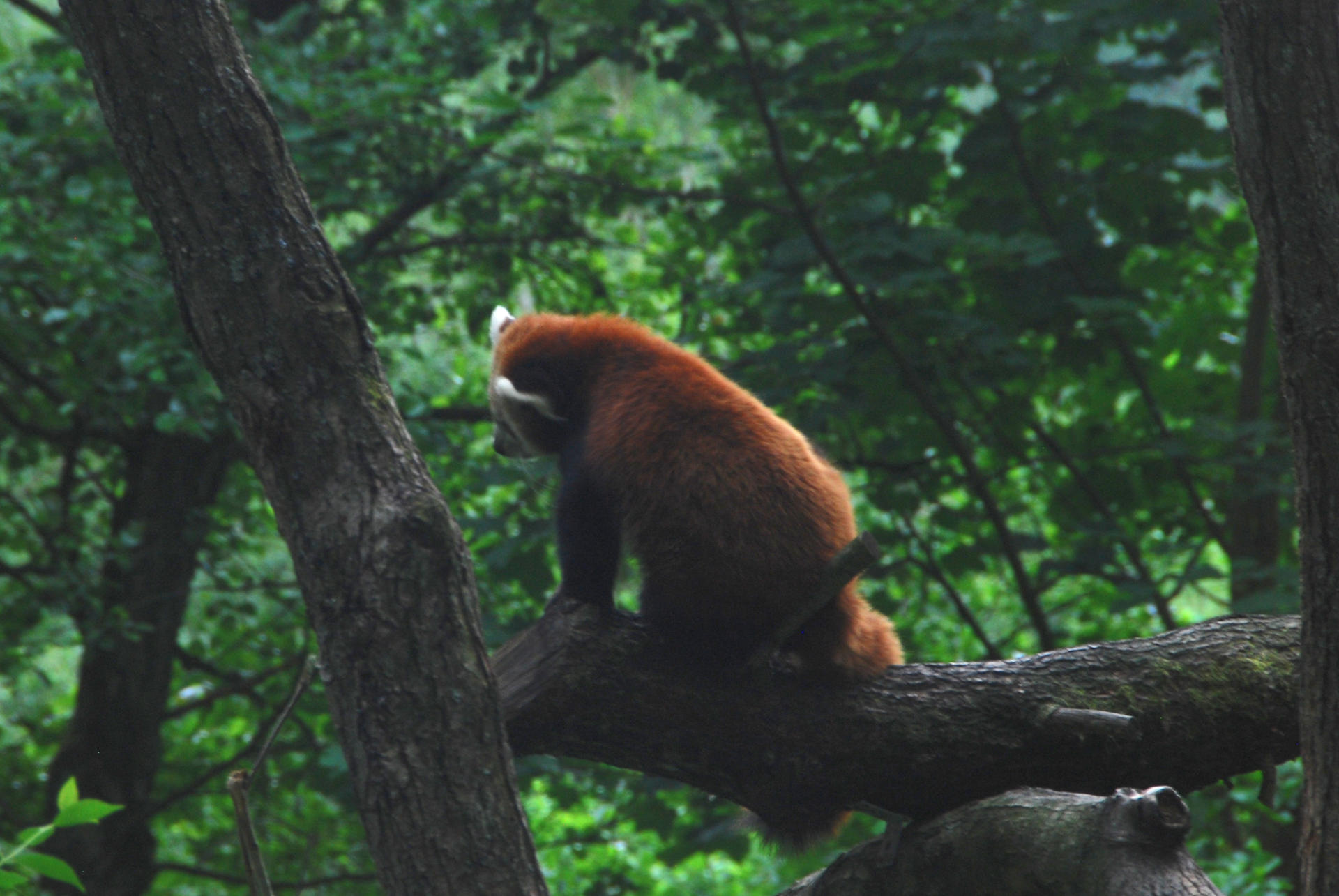 Red panda